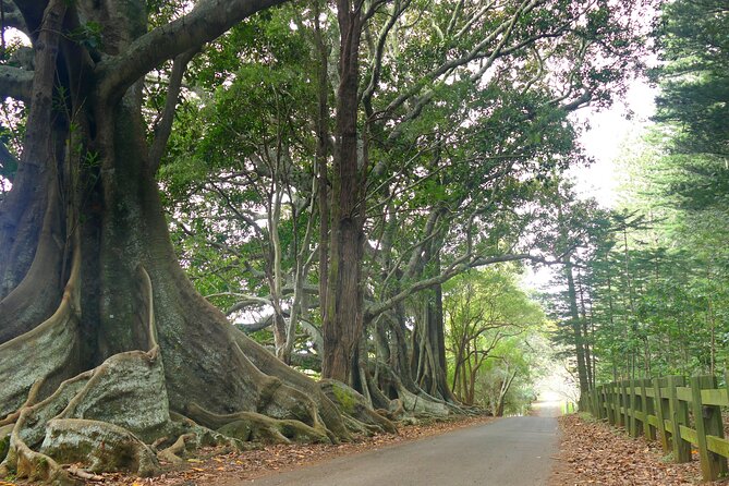 Island Orientation Package incl. Return Airport Transfers & Tour - Who this tour suits best (and who might pass)