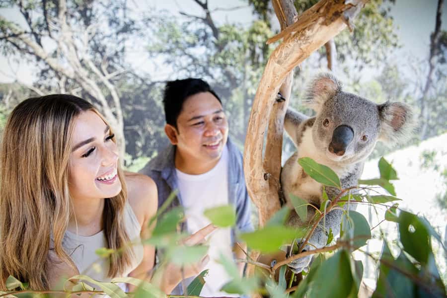 Japanese Tour Small Group: Blue Mountains, Scenic World, Zoo - The coach ride west: what to do with that hour