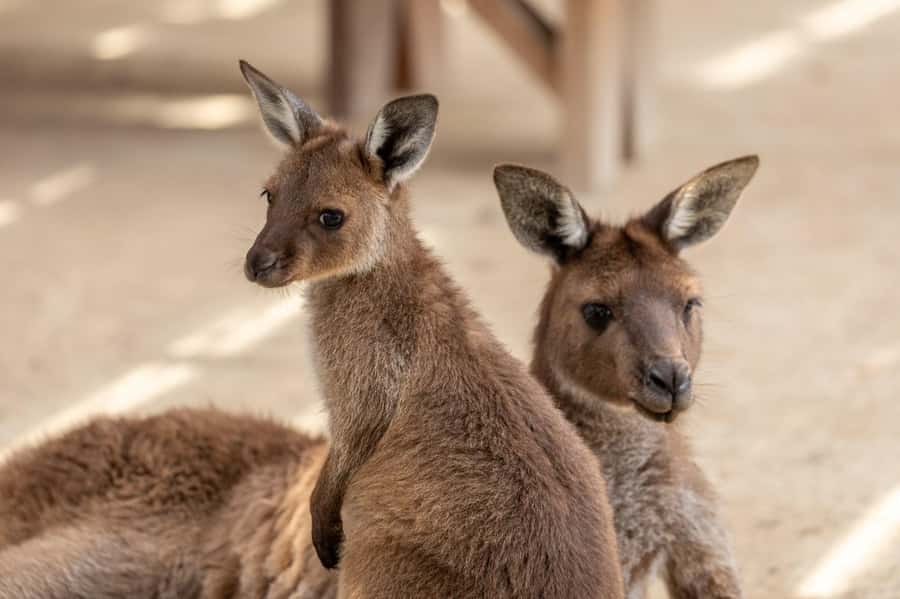 Japanese Tour Small Group: Blue Mountains, Scenic World, Zoo - Echo Point Lookout and the Three Sisters: quick photo stops with iconic payoff