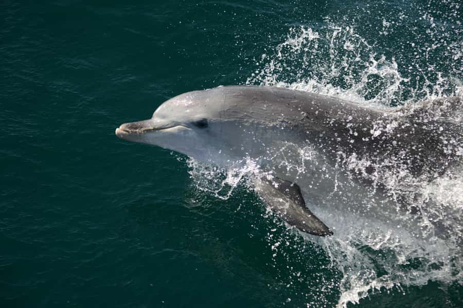 Jervis Bay: 2-Hour Cruise of Jervis Bay Passage - What to bring for Jervis Bay Passage Cruise comfort