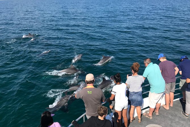 Jervis Bay Dolphin Cruise - What I’d expect before you book