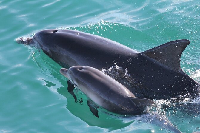 Jervis Bay Dolphin Cruise - Meeting in Huskisson: quick start, clear end