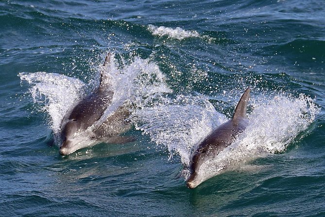 Jervis Bay Dolphin Cruise - Stop 1: Jervis Bay Marine Park and the dolphin “search pattern”