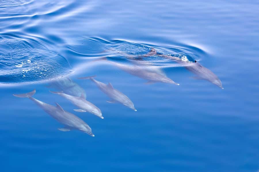 Jervis Bay Dolphin Cruise, Lunch, Berry&Kiama Blowhole Tour - Huskisson Wharf Lunch: A Full Hour That Actually Sits You Back on Your Feet