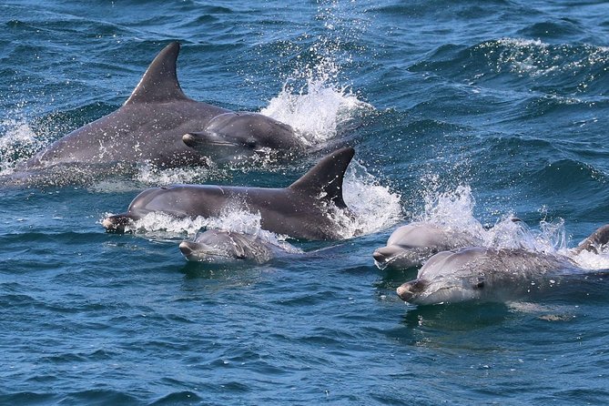 Jervis Bay Dolphin Cruise - Jervis Bay Marine Park: Why this cruise beats random boat-chasing