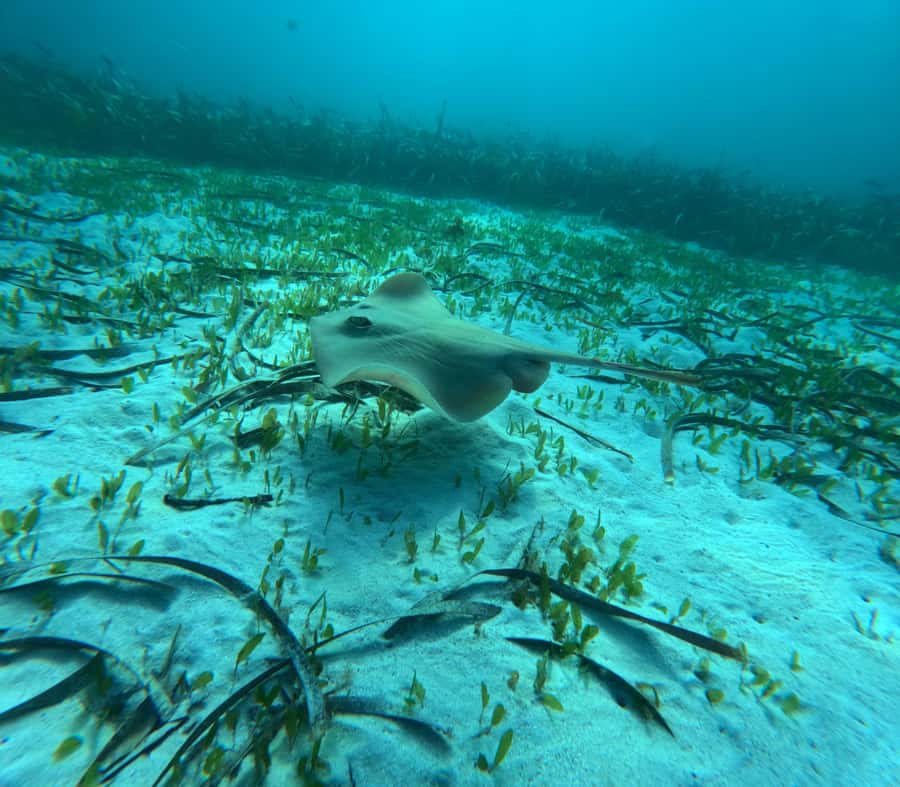 Jervis Bay: Guided Snorkelling Tour with expert guide - Key things that make this tour worth your morning
