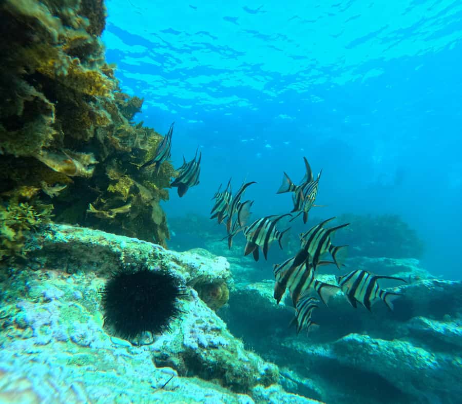 Jervis Bay: Guided Snorkelling Tour with expert guide - Getting there and finding your crew at Murray’s Beach