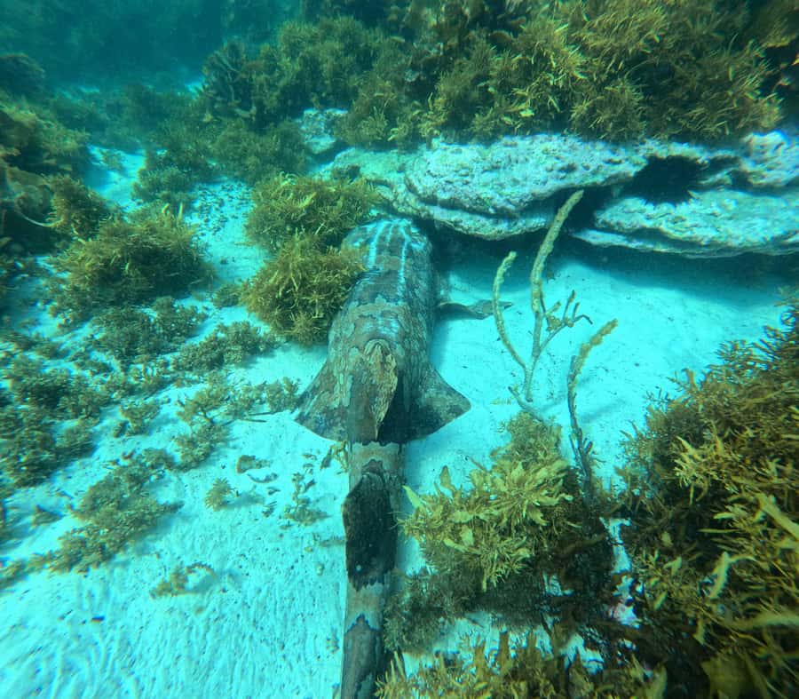 Jervis Bay: Guided Snorkelling Tour with expert guide - What the guide actually does in the water (and why it helps)