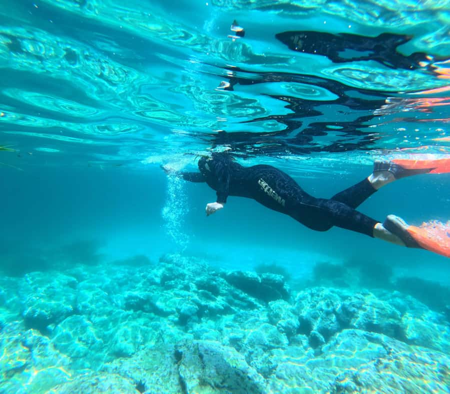 Jervis Bay: Guided Snorkelling Tour with expert guide - No-touch marine rules: good for wildlife and for you