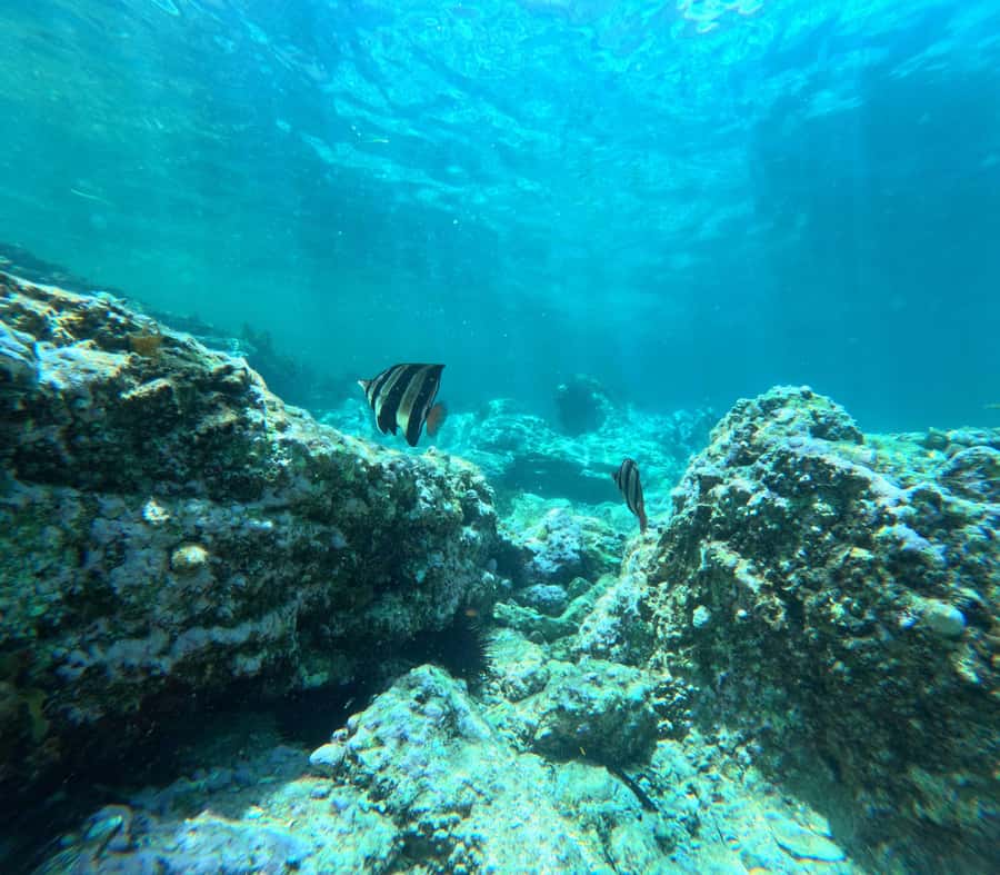 Jervis Bay: Guided Snorkelling Tour with expert guide - Post-snorkel debrief, morning tea, and the photo/video takeaway