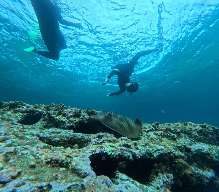 Jervis Bay: Guided Snorkelling Tour with expert guide - The safety and technique briefing that makes snorkeling easier
