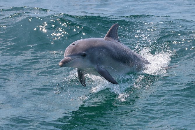 Jervis Bay Passage Tour - Timing tips: which departure makes sense for your day
