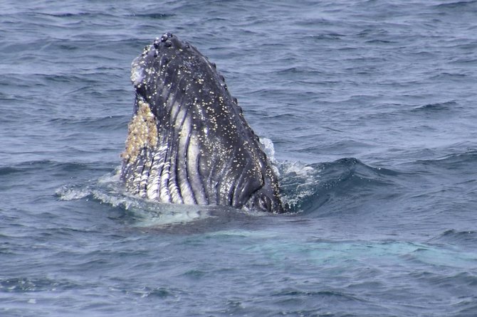 Jervis Bay Whale Watching Tour - Key Things That Make This Whale Cruise Worth Your Time