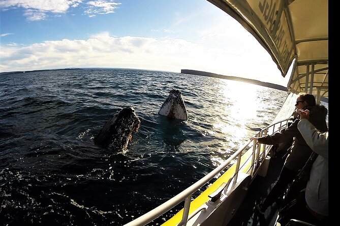 Jervis Bay Whale Watching Tour - Jervis Bay and the Humpback Migration: What You’re Actually Chasing