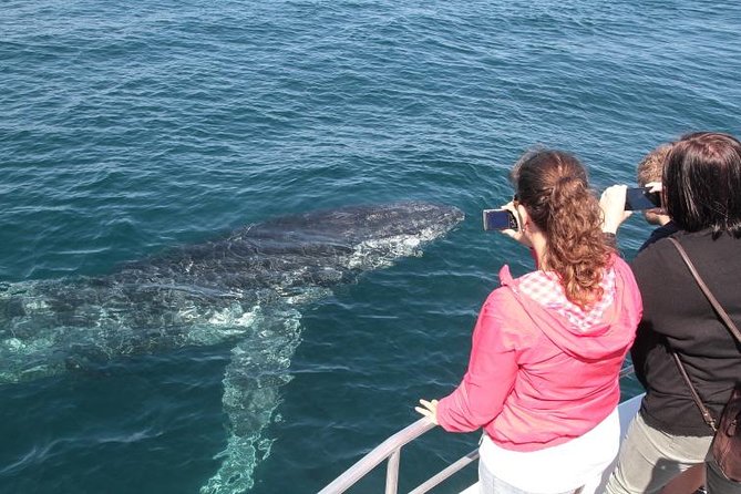 Jervis Bay Whale Watching Tour - The 2-Hour On-Water Experience from Jervis Bay Wild Cruises