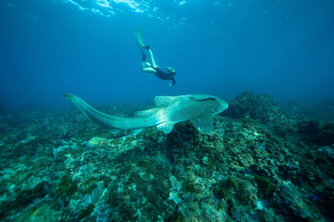 Julian Rocks: Premier Snorkeling Tour Byron Bay - The marine biologist factor: spotting more, staying calmer