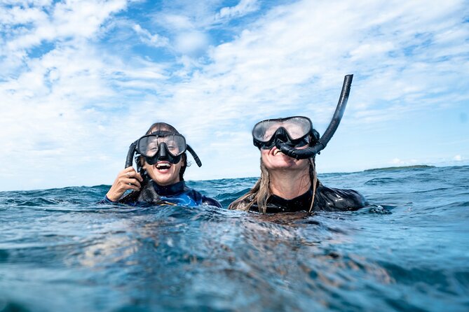Julian Rocks: Premier Snorkeling Tour Byron Bay - Wildlife viewing tips that match this specific tour