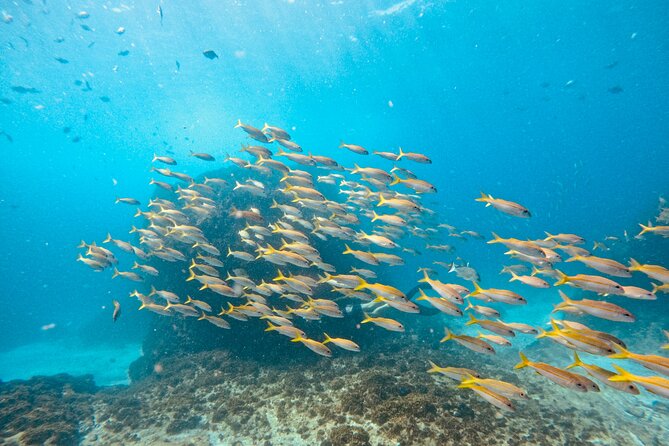 Julian Rocks: Premier Snorkeling Tour Byron Bay - Group size and how it affects your experience