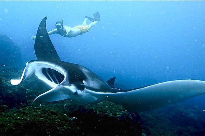 Julian Rocks: Premier Snorkeling Tour Byron Bay - Cape Byron Lighthouse: the scenic payoff before you gear up