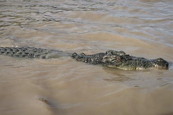 Jumping Croc Cruise, Berry Springs, Fogg Dam & Humpty Doo Pub - Adelaide River Jumping Crocodile Cruise: the saltwater croc showpiece