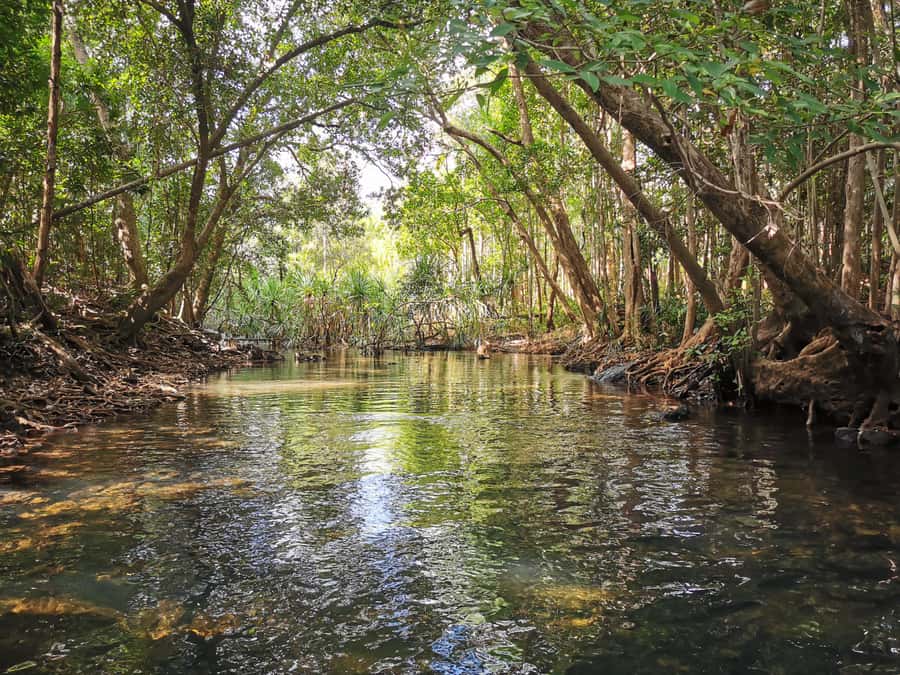 Jumping Croc Cruise, Berry Springs,Fogg Dam & Humpty Doo Pub - Key highlights worth planning around
