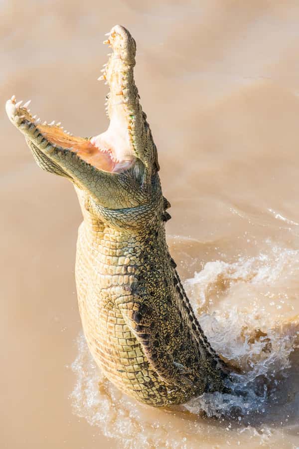 Jumping Crocodile Cruise from Darwin Half-Day Scenic Trip - Humpty Doo Break: Stretch Your Legs and Grab Local Food