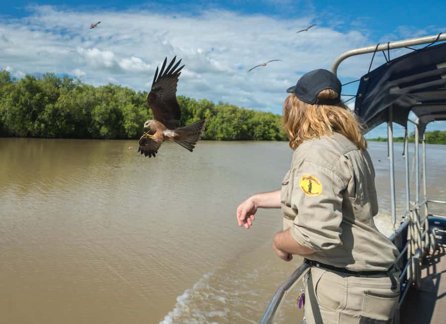 Jumping Crocodile Cruise from Darwin Half-Day Scenic Trip - Price and Value: Why $99 Usually Makes Sense for a Short Croc Day