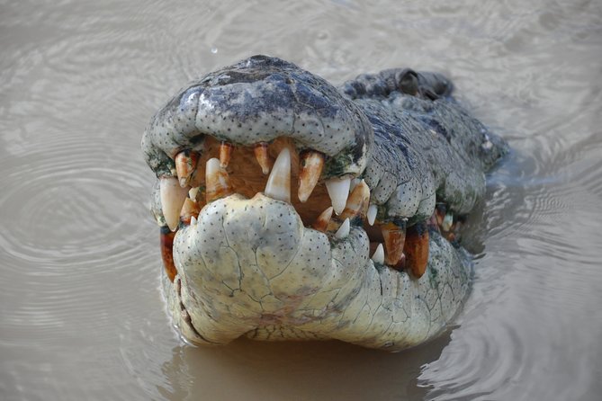 Jumping Crocodile Cruise with lunch - Pickup, Bus Ride, and What You’re Really Buying
