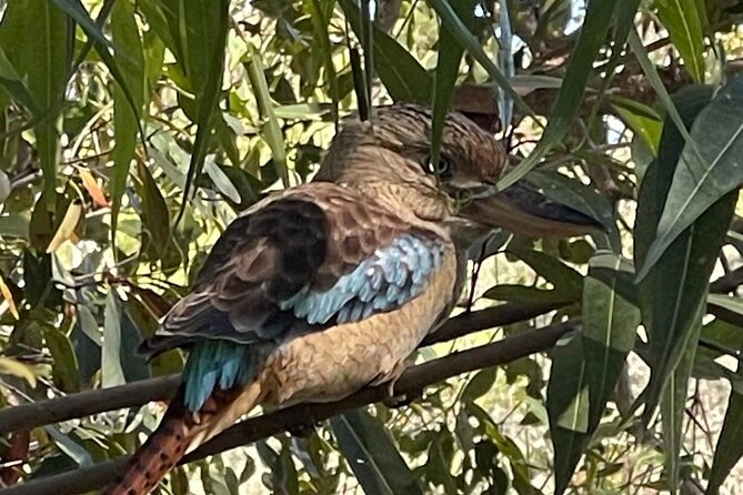 Kakadu Day Tour-Yellow Water-Nourlangie-Ubirr-Cahills-Fogg Dam - Private tour value from Darwin: what you’re really paying for