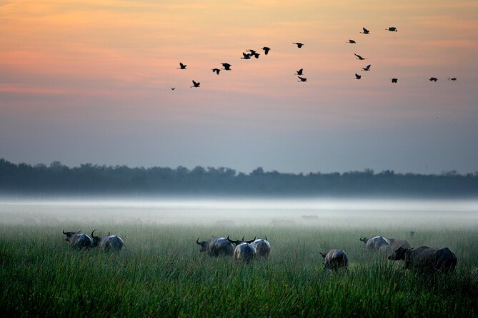 Kakadu National Park Evening Tour + Yellow Water Sunset Cruise - Price and Value: Is $429.63 Actually Fair?