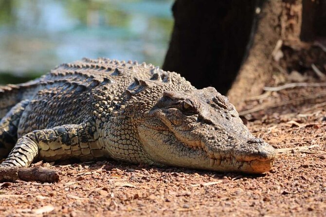 Kakadu Wildlife Escape Fogg Dam or Crocodile Cruise from Darwin - Key highlights to know before you go