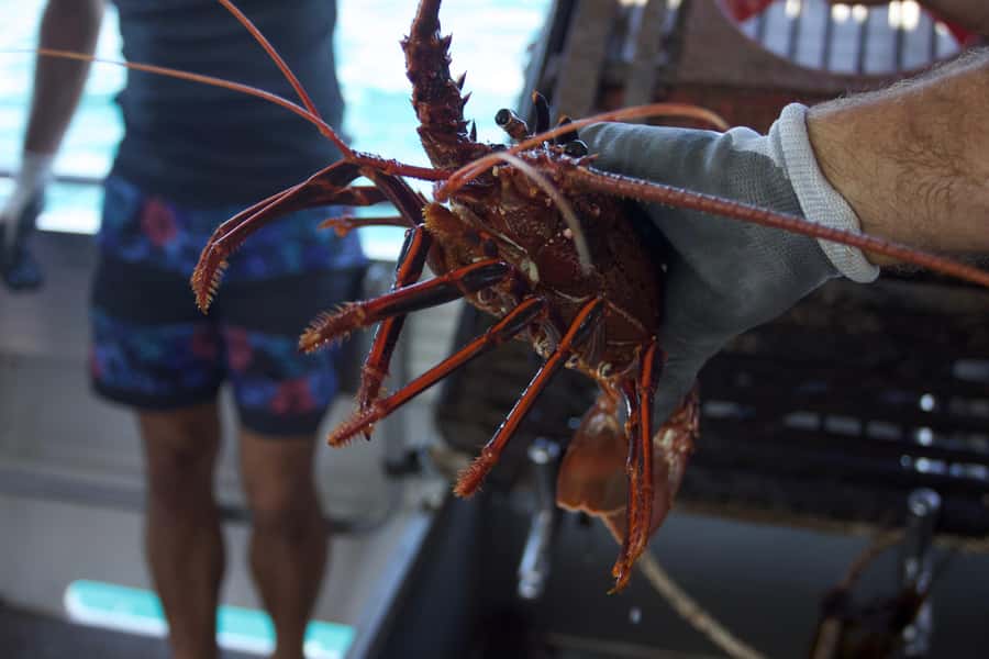 Kalbarri Crayfish Catch & Keep Tour - Key things I’d watch for on this tour
