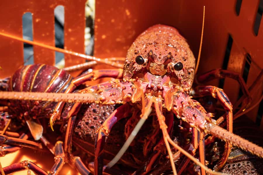Kalbarri Crayfish Catch & Keep Tour - Getting to Kalbarri for a real fishing morning
