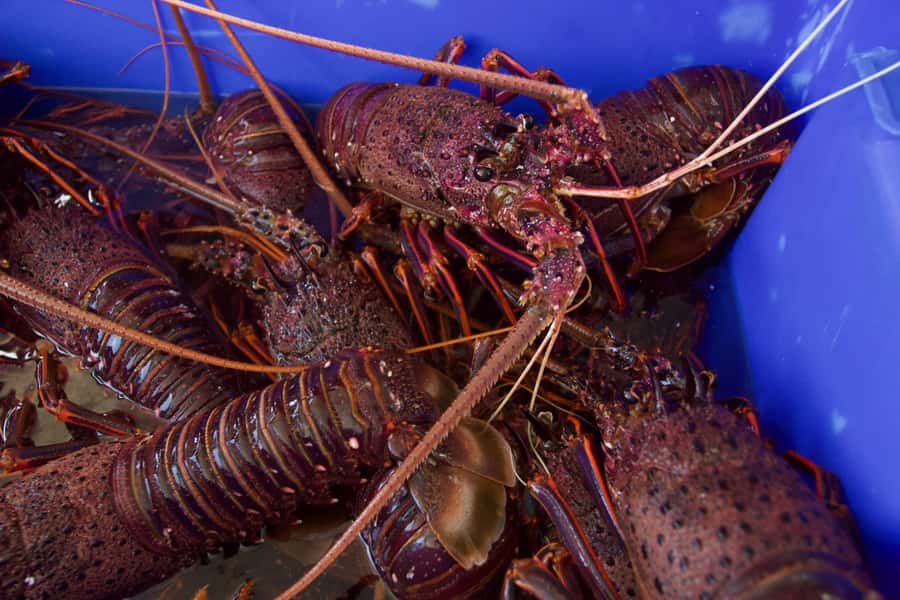 Kalbarri Crayfish Catch & Keep Tour - Marine life sightings: dolphins, sharks, and more on the water