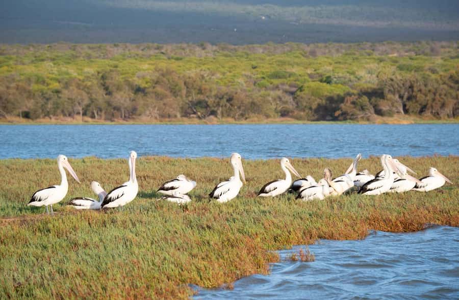 Kalbarri: Murchison River Morning Cruise - Wildlife Spotting Without Guesswork