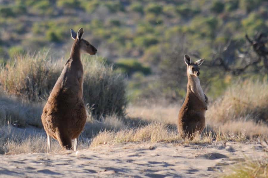 Kalbarri: Murchison River Morning Cruise - Coffee, Tea, and the Guide’s Local Stories