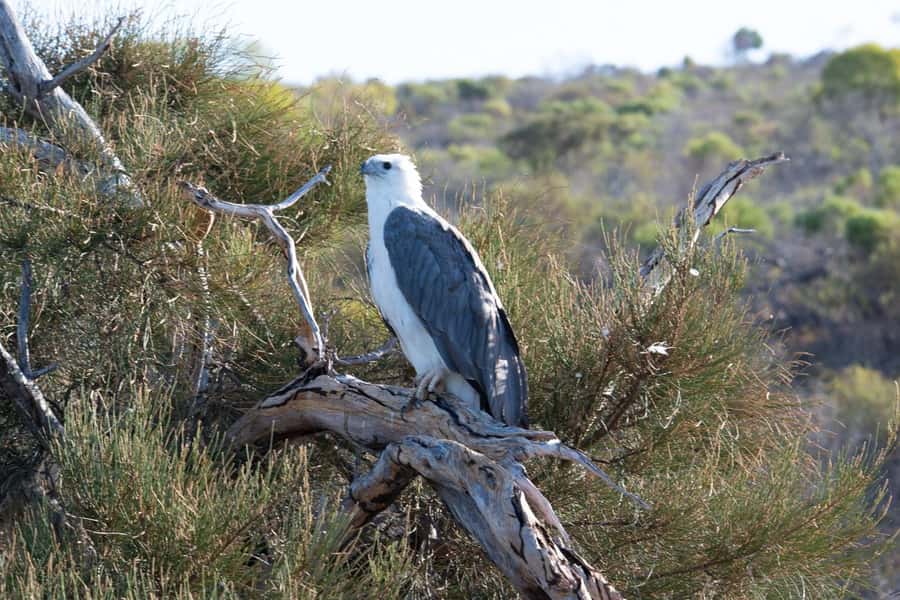 Kalbarri: Murchison River Morning Cruise - Price and Value: What $49 Gets You