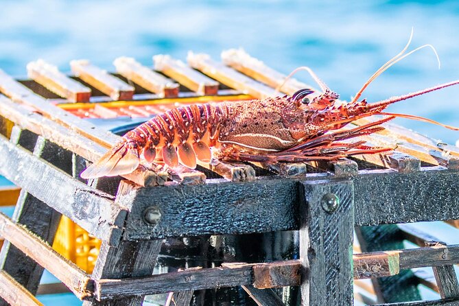 Kalbarri Rock Lobster Tours - Key highlights you’ll feel fast