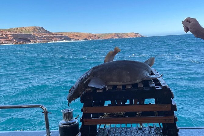 Kalbarri Rock Lobster Tours - Lobster fishing and lunch, on the Nebraska II in Kalbarri