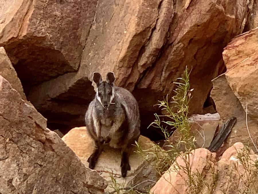 Kalbarri Skywalk Tour - Who This Tour Suits Best in Kalbarri (and Who Should Skip)