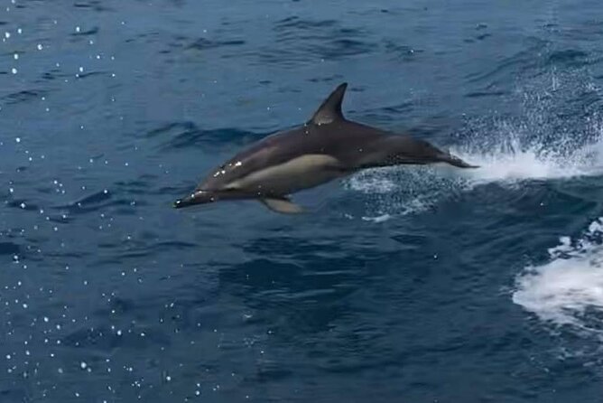 Kalbarri Sunset & Coastal Cliff Cruise - Wildlife Chances: Dolphins, Seals, and Whales in Season