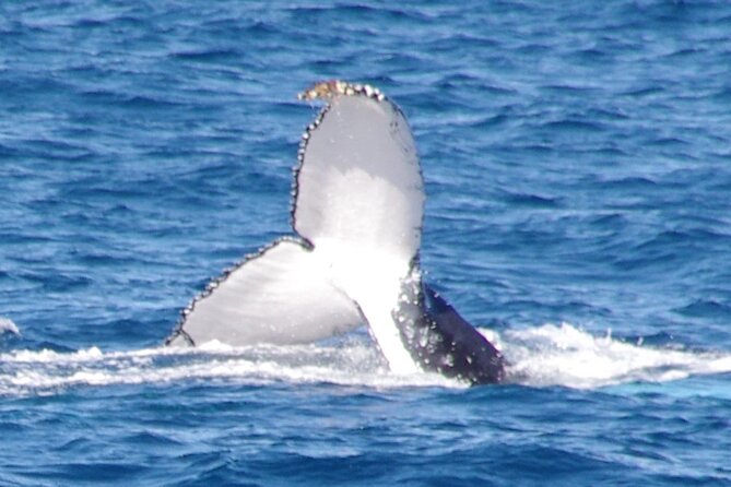 Kalbarri Whale Watching Tour - Key things I’d focus on before you go