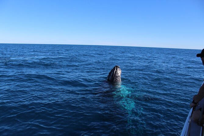 Kalbarri Whale Watching Tour - Where Kalbarri whale watching fits on your Western Australia trip
