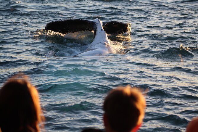 Kalbarri Whale Watching Tour - The 150-minute whale hunt along Kalbarri’s coastline