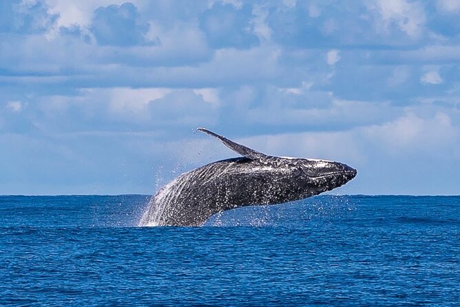 Kalbarri Whale Watching Tour - Why the crew’s guidance changes the experience