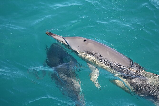 Kalbarri Whale Watching Tour - If whales don’t show: the free re-join safety net