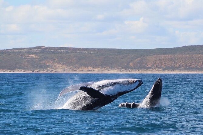 Kalbarri Whale Watching Tour - What makes this experience genuinely memorable (beyond spotting whales)
