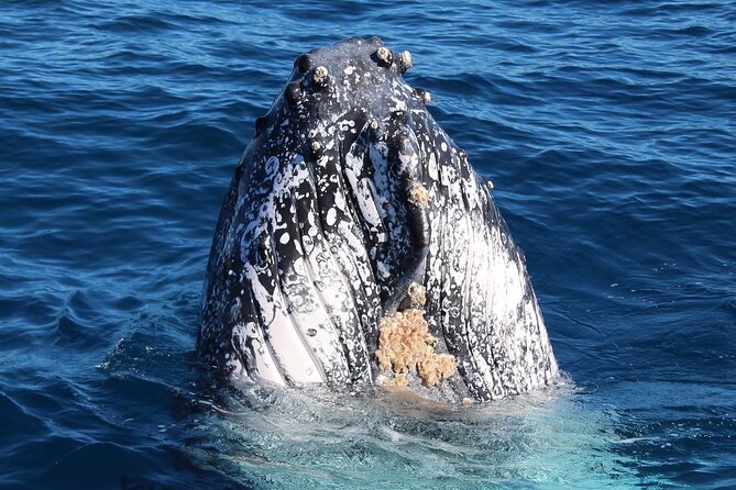 Kalbarri Whale Watching Tour - Who this tour suits best