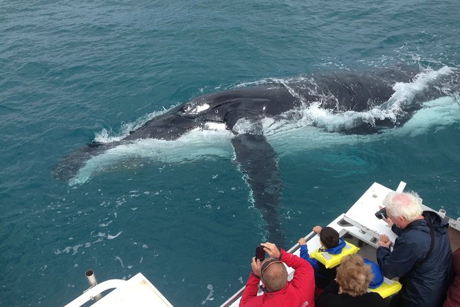 Kalbarri Whale Watching Tour Guided - Kalbarri Whale Watching in Gantheaume Bay: why this area works