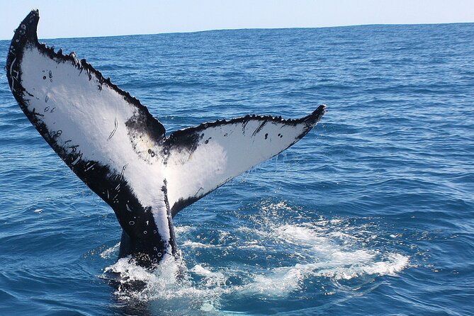 Kalbarri Whale Watching Tour Guided - The 2.5-hour flow: from meeting point to whale time to returning